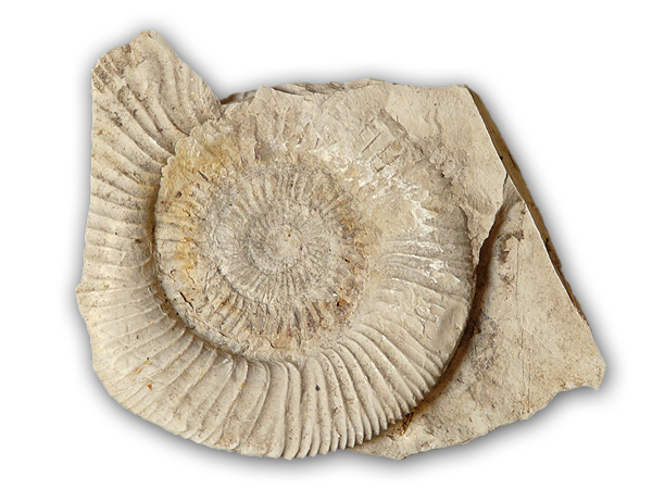 Fossil